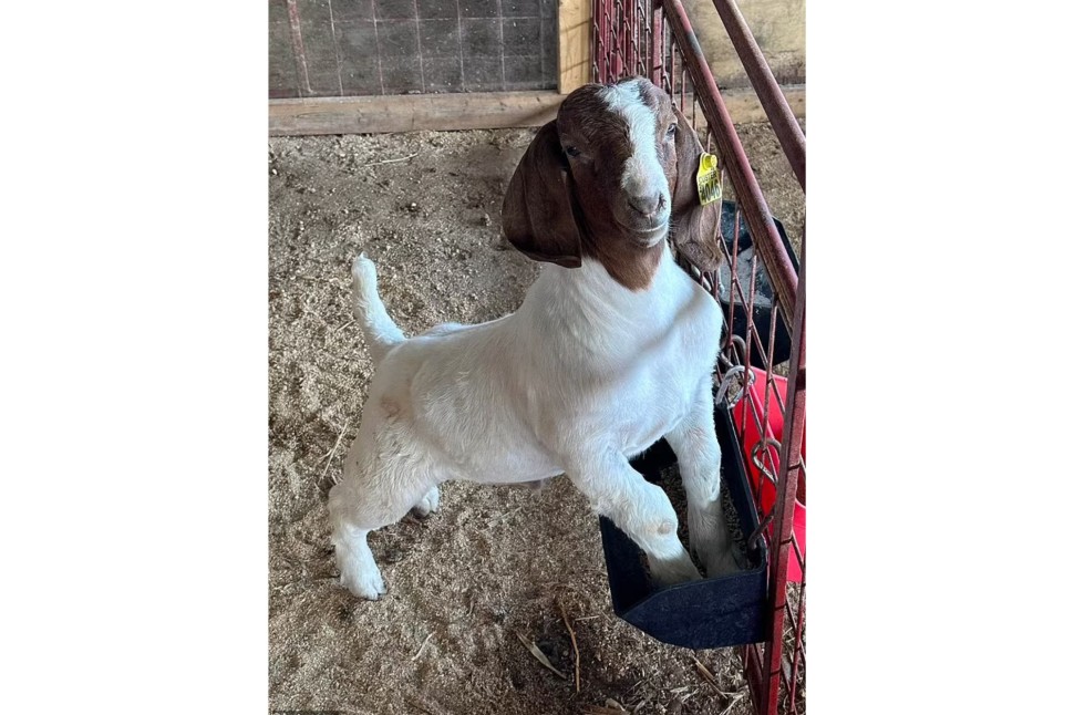 Willy The Goat