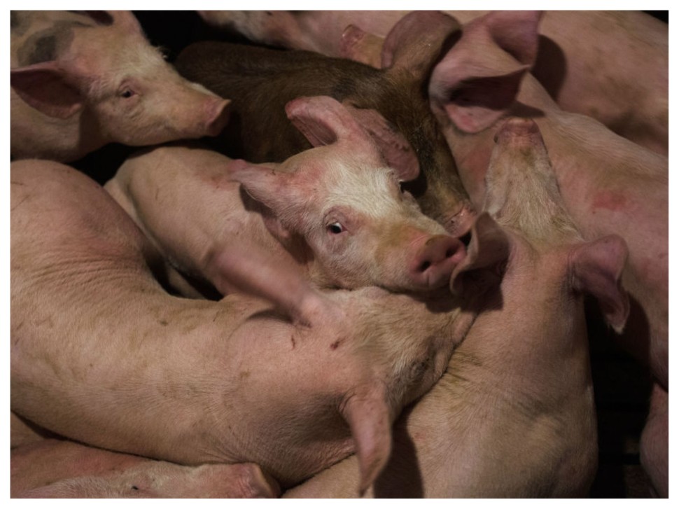 Pigs