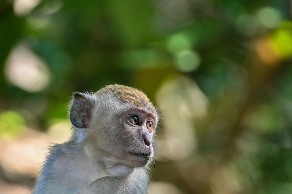 monkey