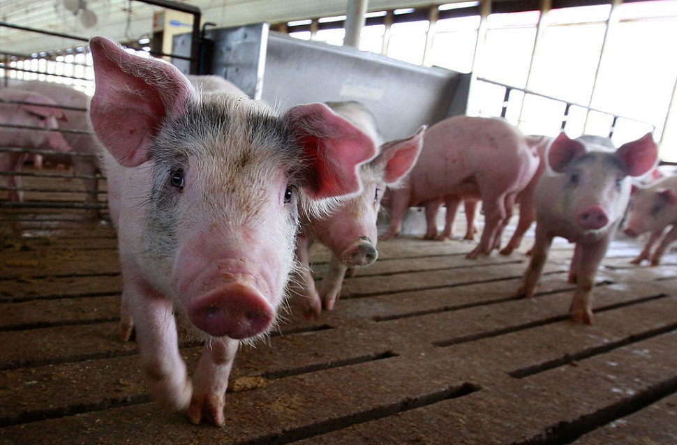pigs