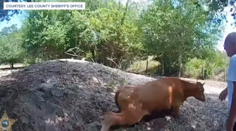 cow