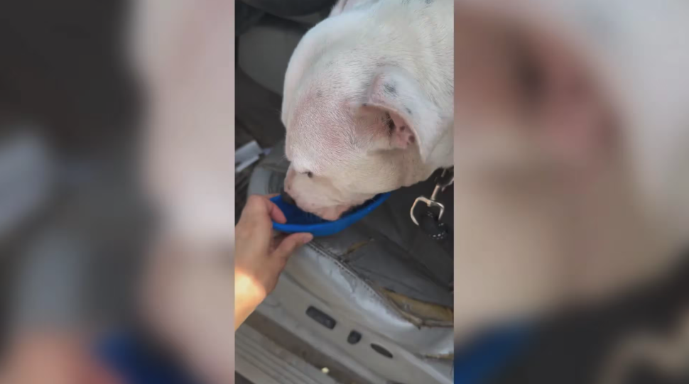 Dog drinking water