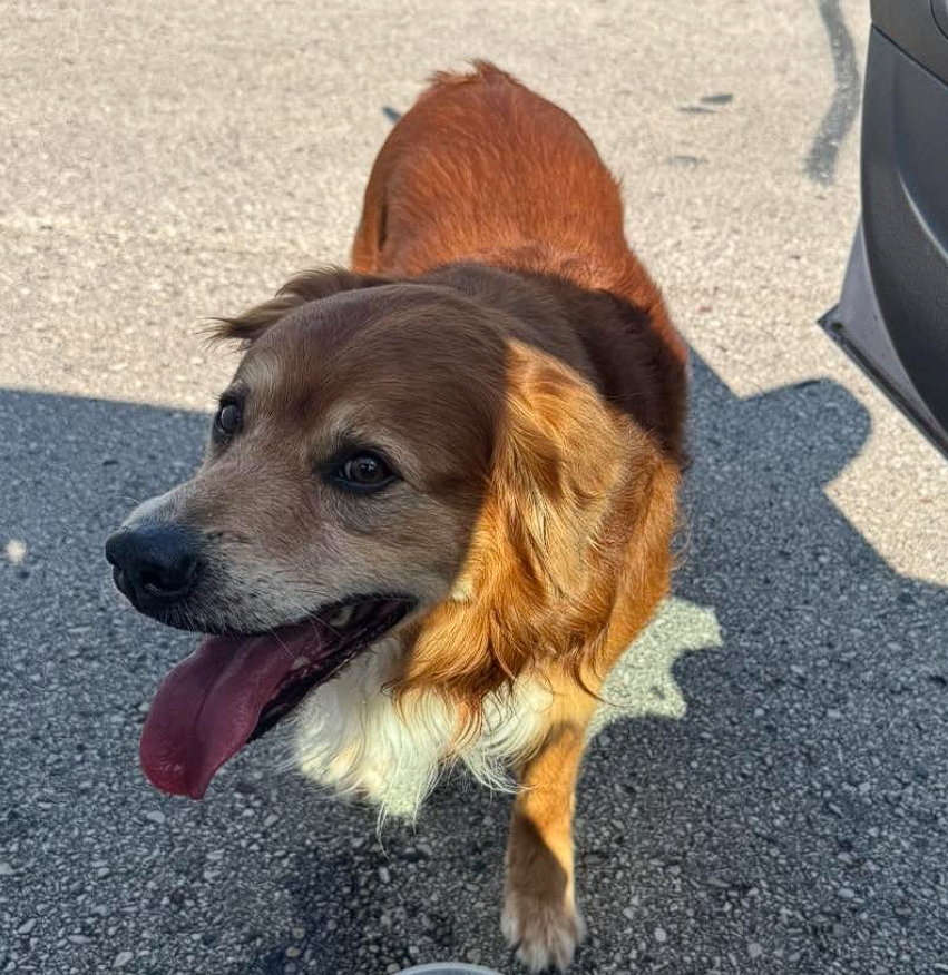 dog