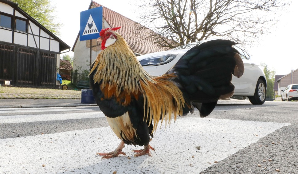 Chicken Crossing Road