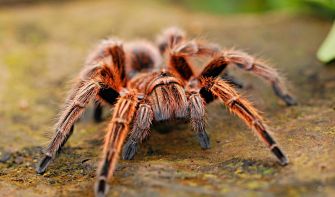 Tarantula