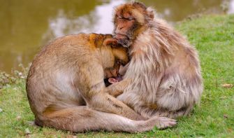 Monkey