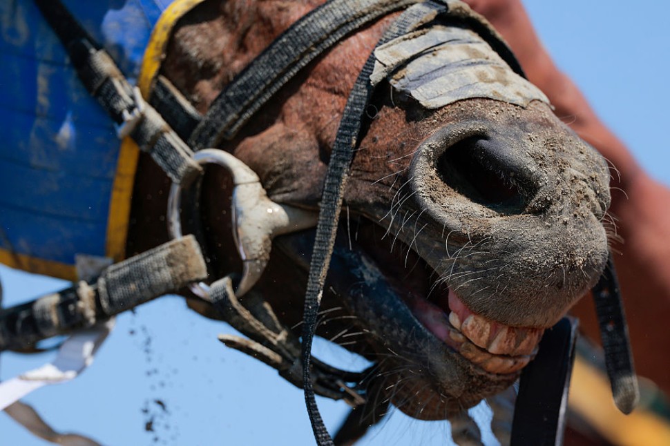 Horse