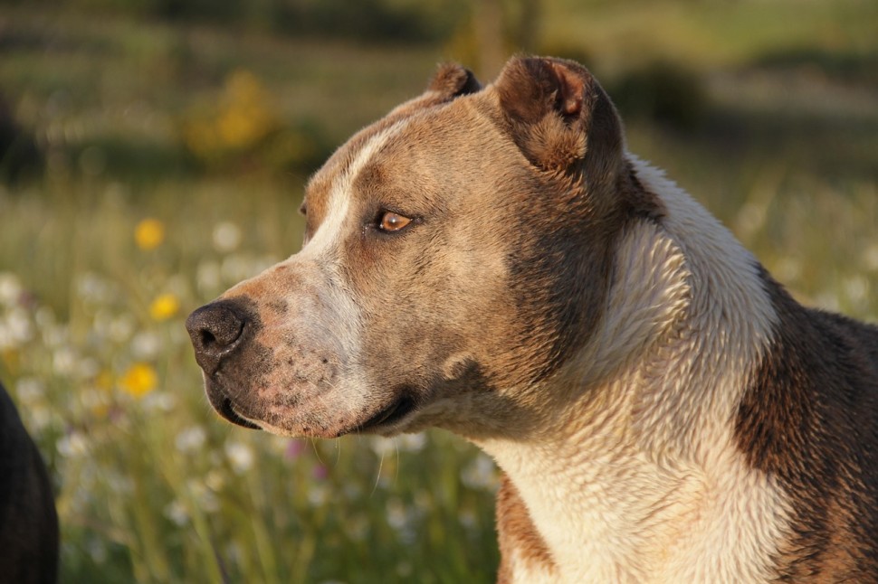 Miami Runner Wants Justice After Man Allegedly Unleashed 2 Pitbulls, Ordered Dogs To Attack Him